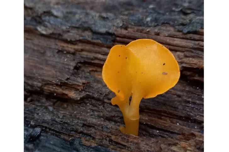 Fan-Shaped Jelly Fungus