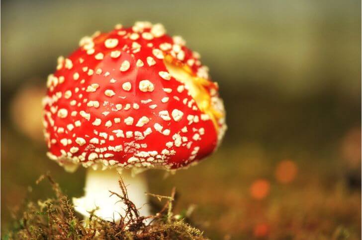  Fly Agaric