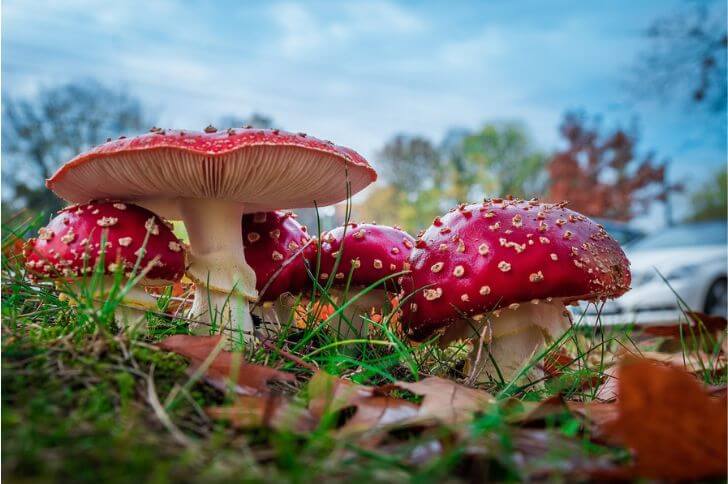 Fly Amanita