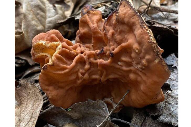 Gyromitra brunnea