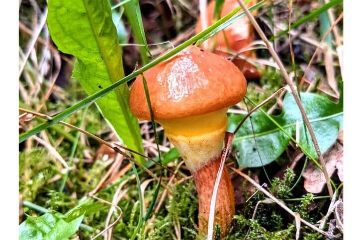 Larch Bolete