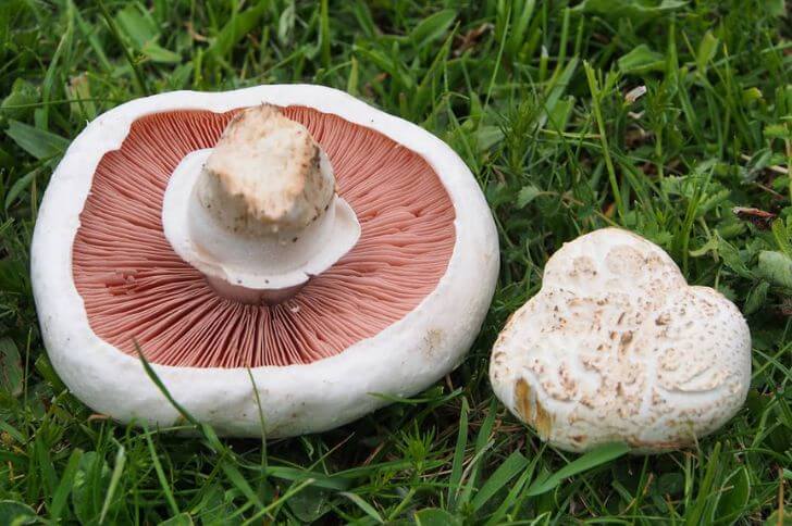 meadow mushroom