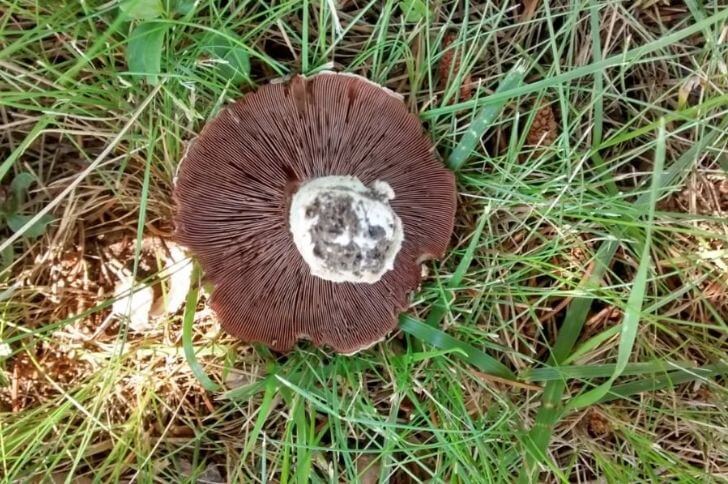 Meadow mushroom