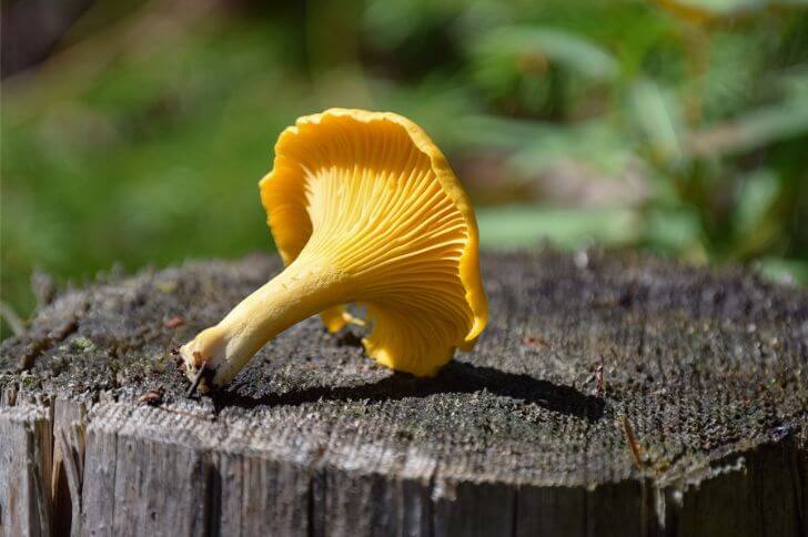 Pacific Golden Chanterelle