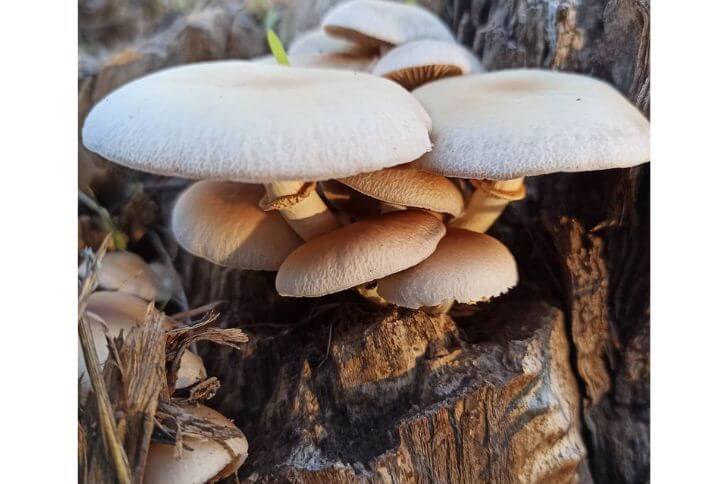 Poplar Mushroom