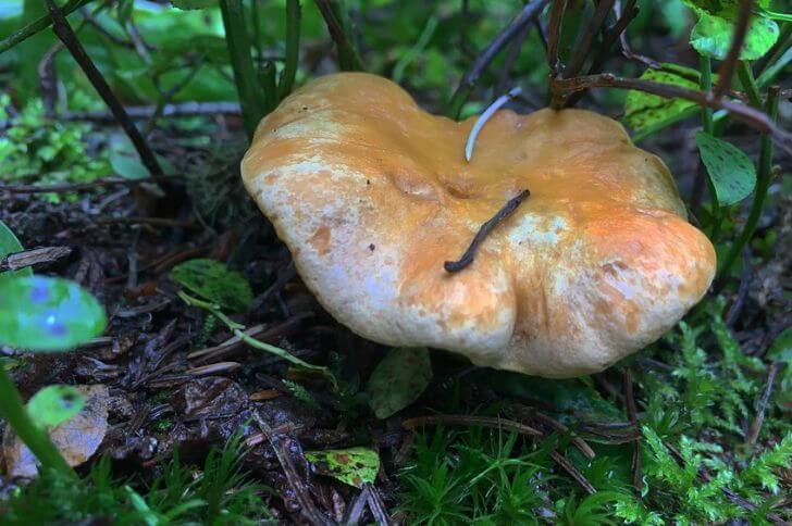 rainbow chanterelle