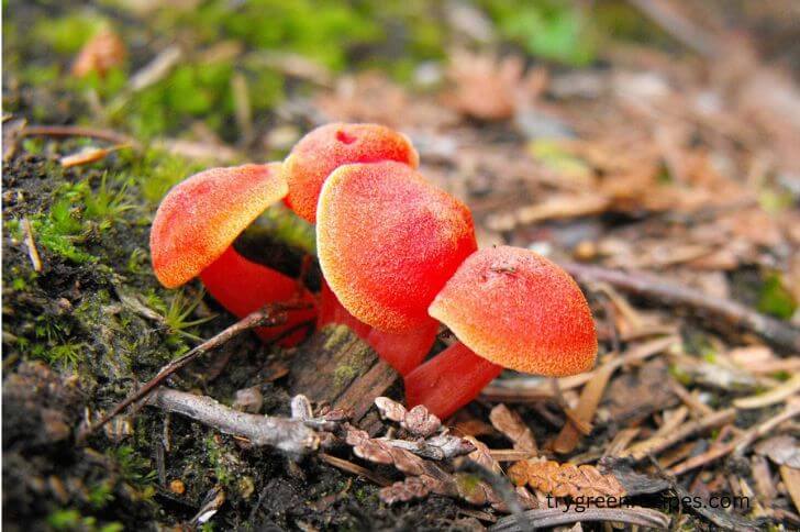 Red Waxcap