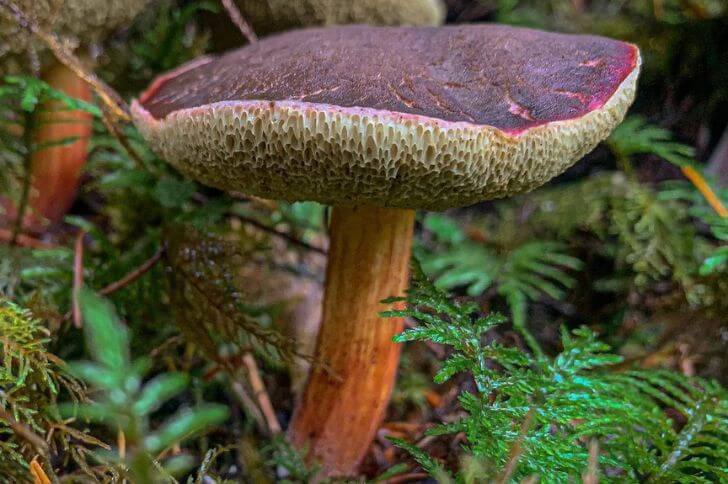 Red cracking bolete