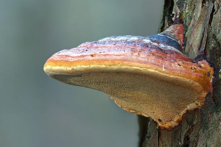 Reishi Mushrooms