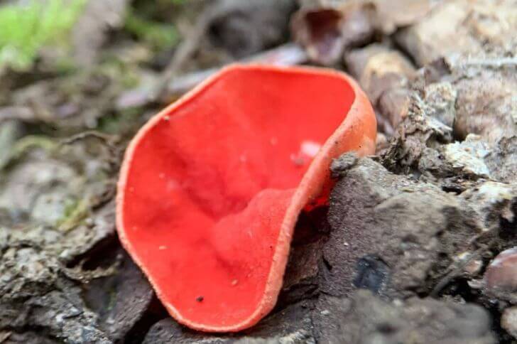 Scarlet Elfcup