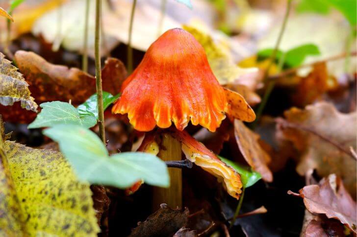 Scarlet Waxy Cap