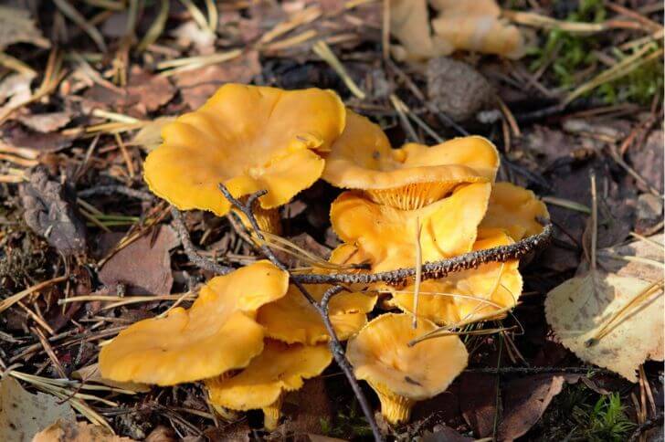 Smooth Chanterelle