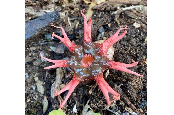 Starfish Fungi