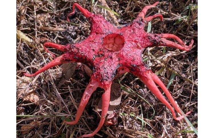 Starfish Fungus