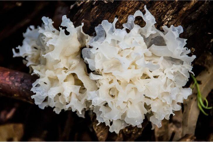 Tremella fuciformis