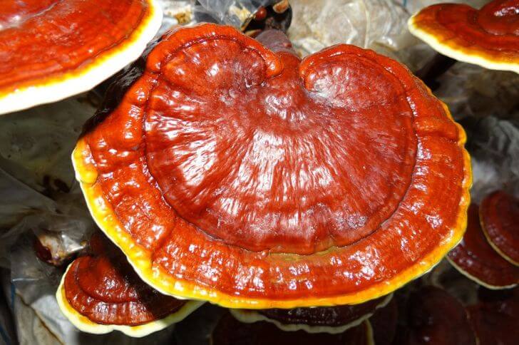  West Coast Reishi