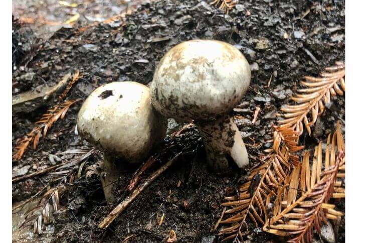 Western Matsutake