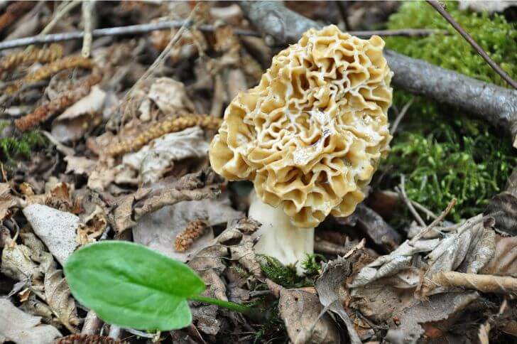 Yellow Morels