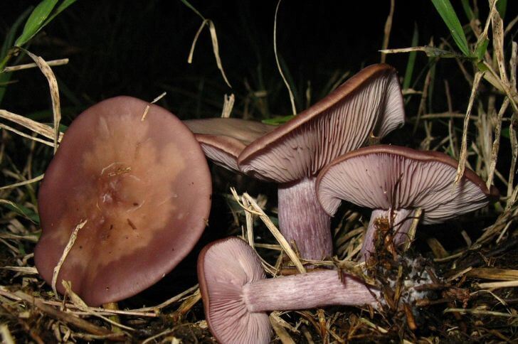 blewit