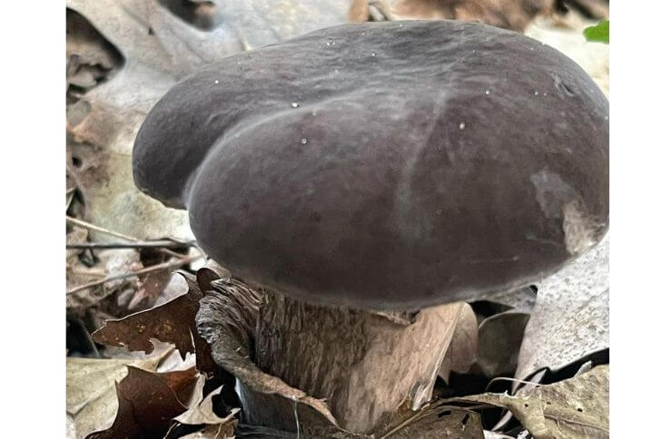 bolete mushrooms 