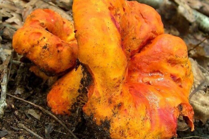 lobster mushroom