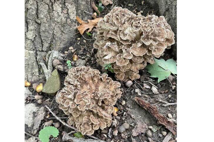 maitake