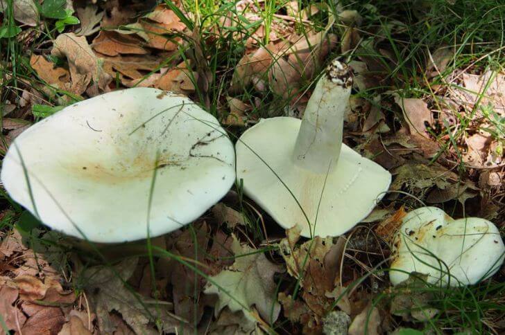 milk cap