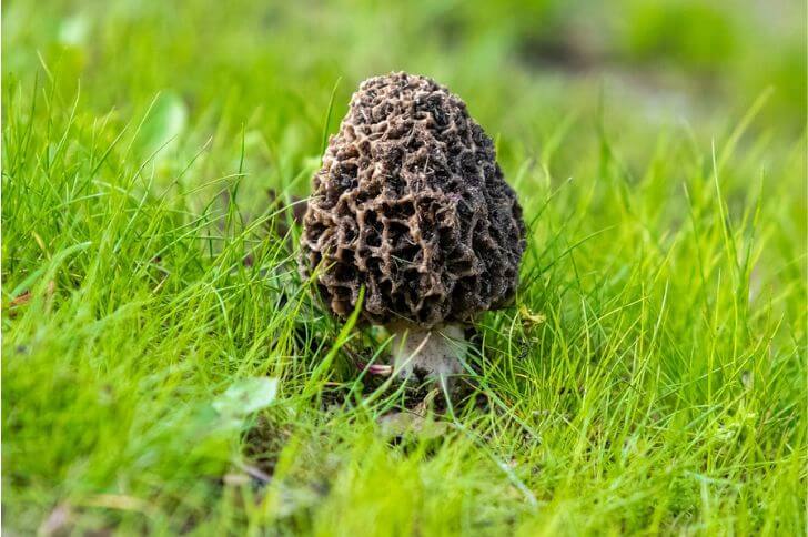 mushrooms in Hawaii