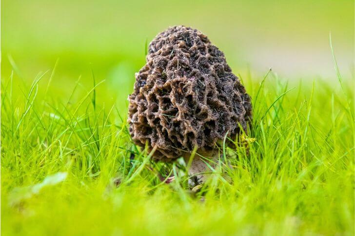 mushrooms in kentucky