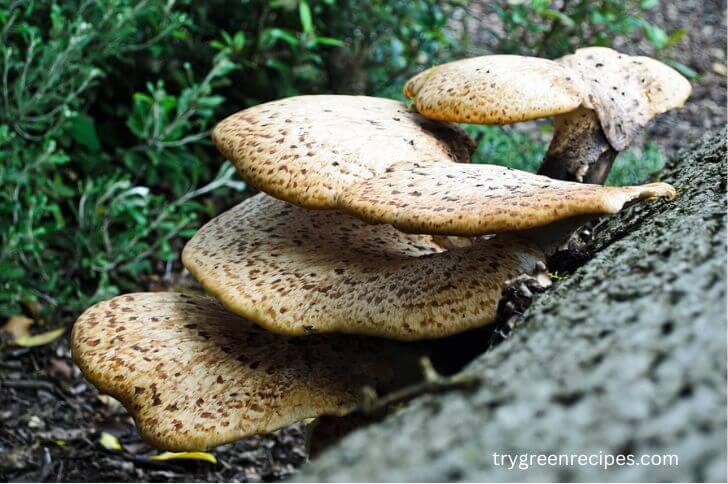 mushrooms of alabama
