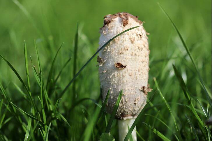 mushrooms of iowa