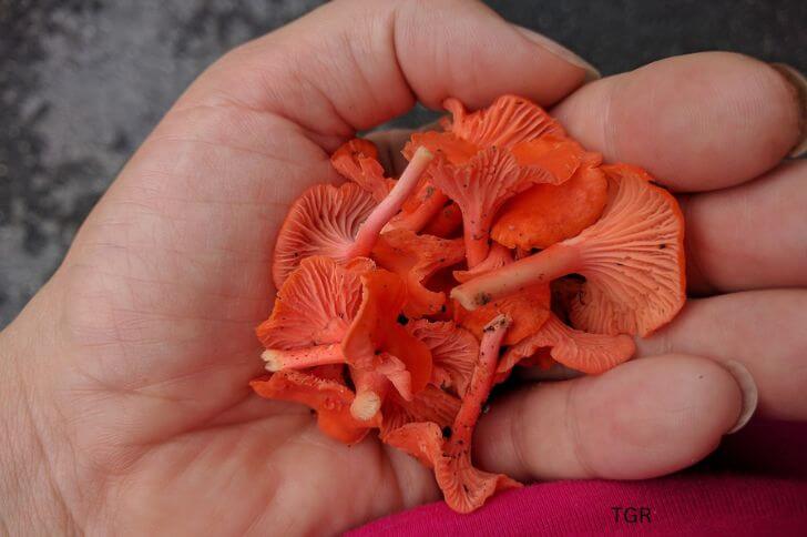 Cantharellus cinnabarinus