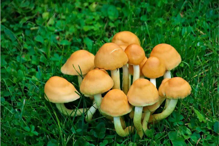 mushrooms that grow in clusters