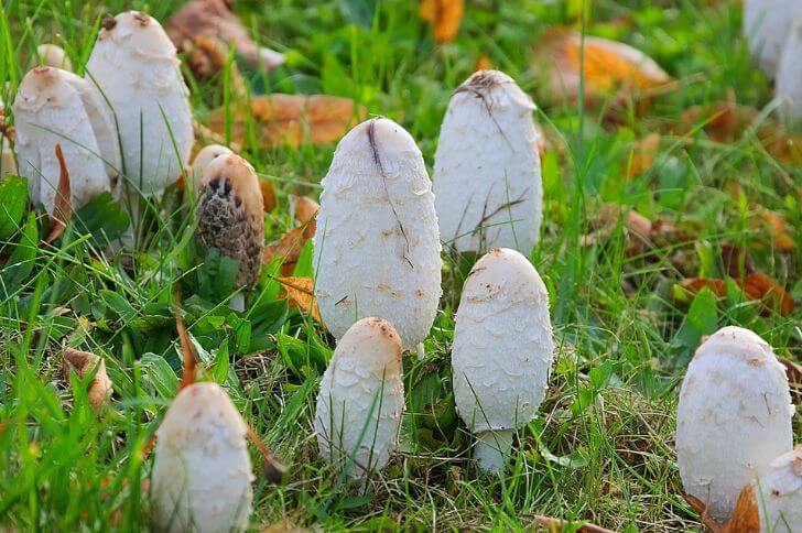 pacific northwest fungi