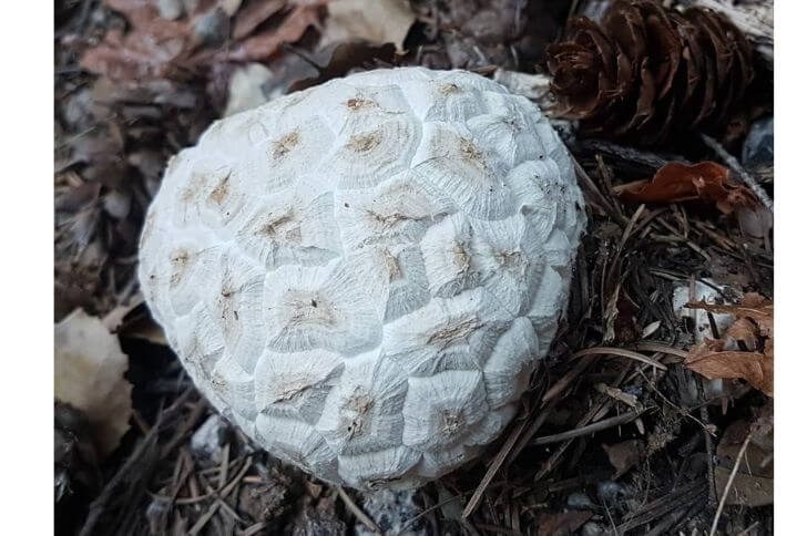 giant puffball