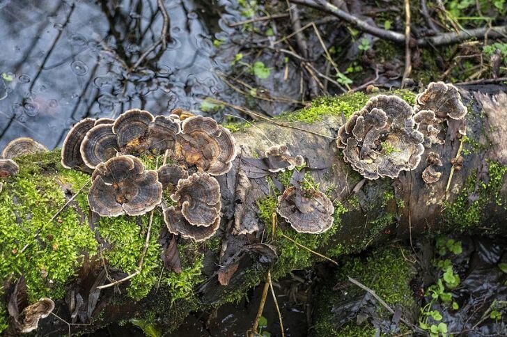 Boletus Edulis