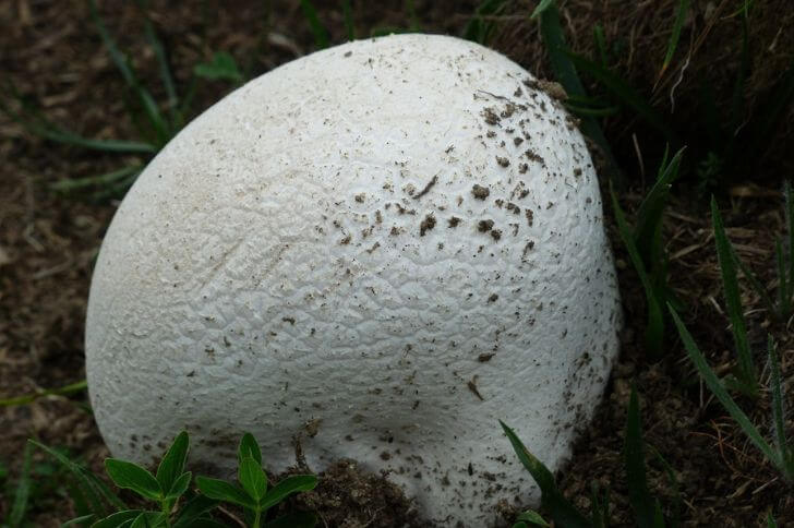white mushrooms of hawaii