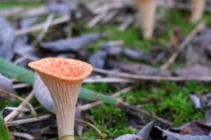 wolly chanterelle 