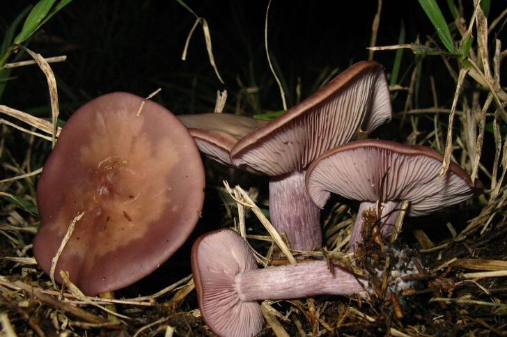 wood blewit