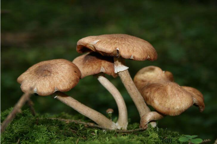 Armillaria 