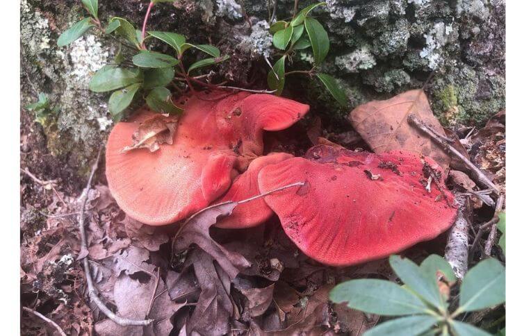 Beefsteak mushrooms