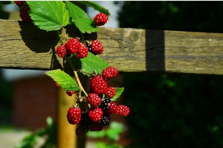 Blackberries