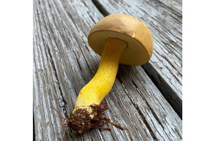 Butter-foot Bolete