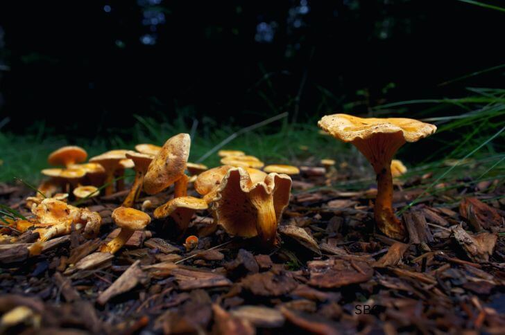 chanterelle 