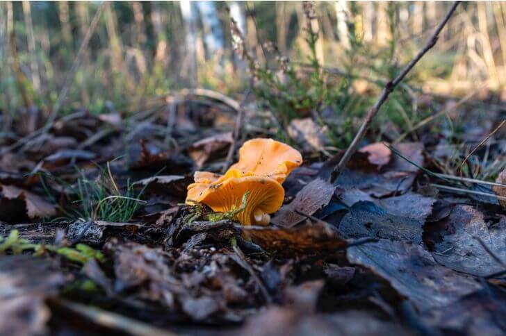 Chanterelle