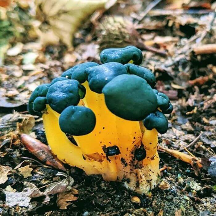 Chicken Lips Mushrooms