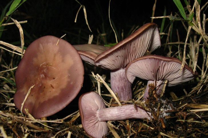 Clitocybe nuda