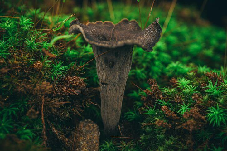 Craterellus cornucopioides