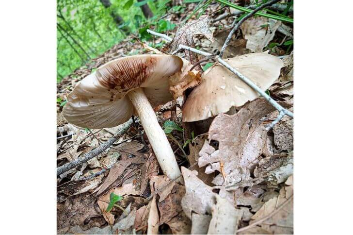 Deer Mushrooms 