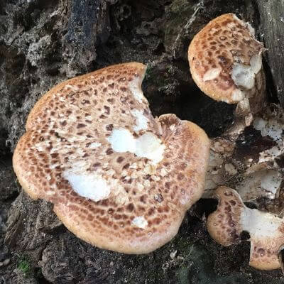 Dryad's Saddle